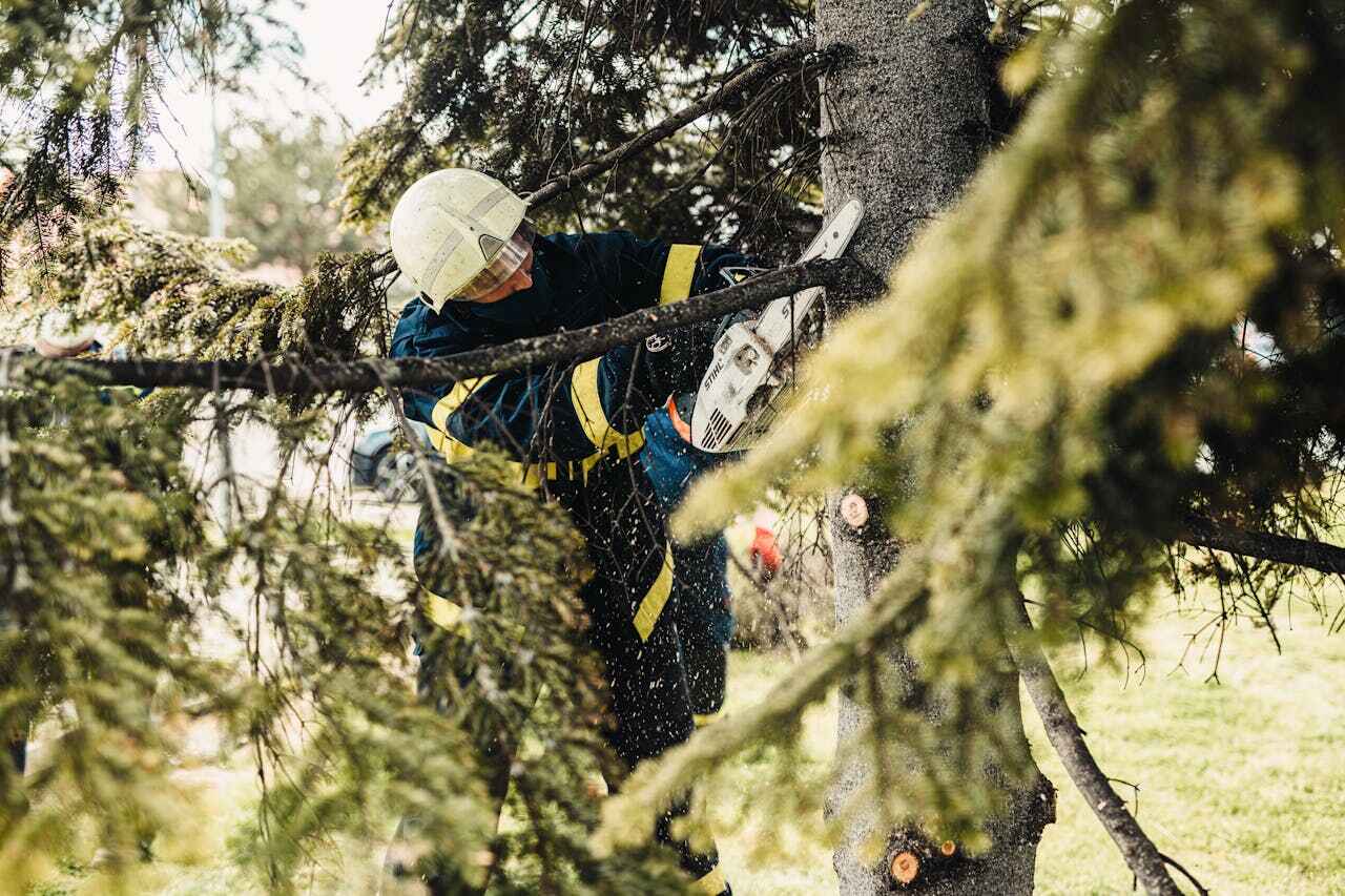 Emergency Storm Tree Removal in Mayer, MN